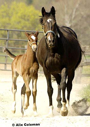 Foaling